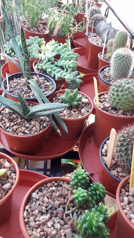 Gardening and Landscaping in Kampala Uganda. Ugabox